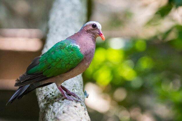 pájaro (Paloma esmeralda común). Animales.