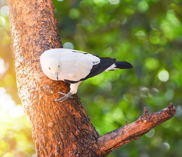 Foto el pájaro paloma imperial se sumergió en la rama de un árbol en el fondo verde de la naturaleza