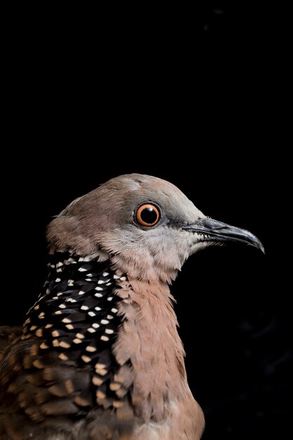 El pájaro paloma manchado aislado