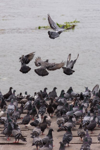 Pájaro (paloma, paloma) posado en un puerto o puerto lado del río Chaopraya