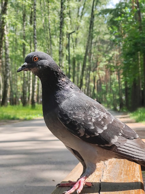 Pájaro paloma primer plano sentado en un banco de madera hecho de tablones