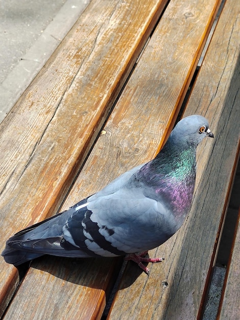 Pájaro paloma primer plano sentado en un banco de madera hecho de tablones