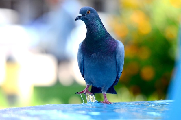 El pájaro paloma en primer plano