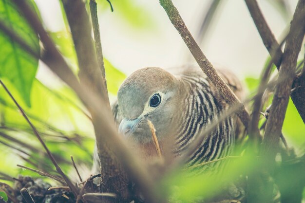 pájaro de la paloma que vive en el nido