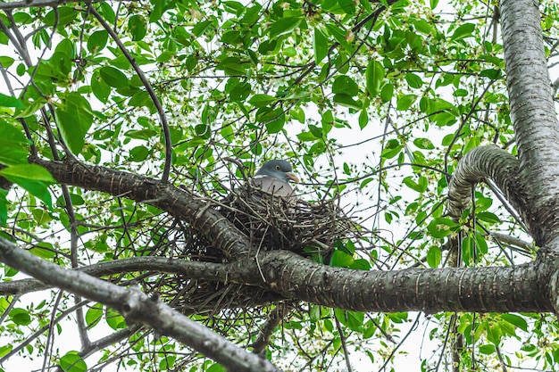 El pájaro paloma se sienta en el nido y incuba a los polluelos Concepto de jardinería de cerezos en flor