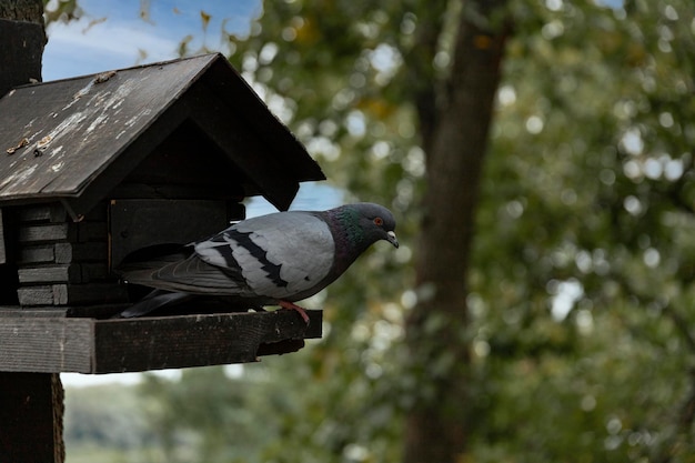 Un pájaro paloma se sienta en una pequeña casa de madera en el parque en un día de otoño