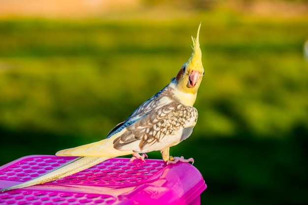 Foto pájaro en el parque natural por la noche