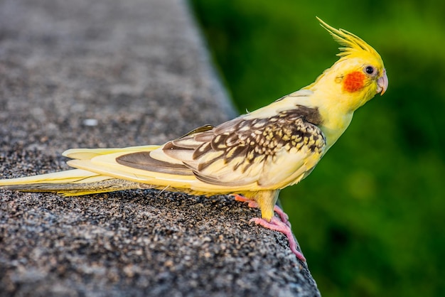 pájaro en el parque natural por la noche