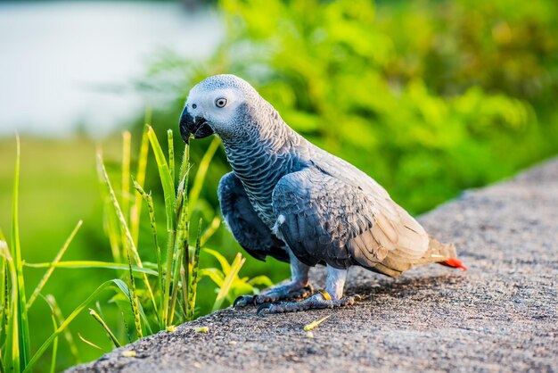 pájaro en el parque natural por la noche