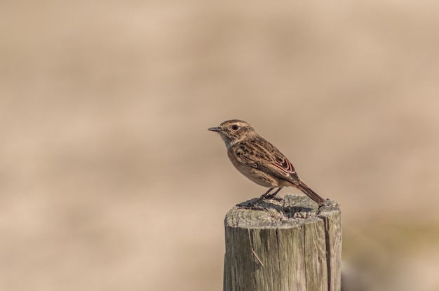 Foto pájaro en la parte superior del tronco del árbol durante el día.