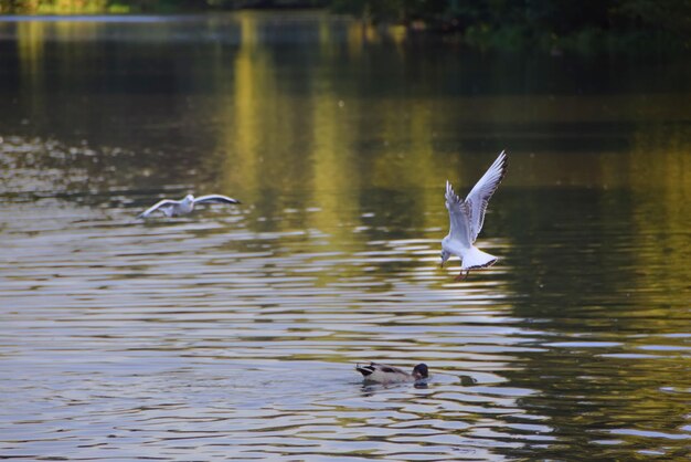 Foto pájaro y pato luchando por comida