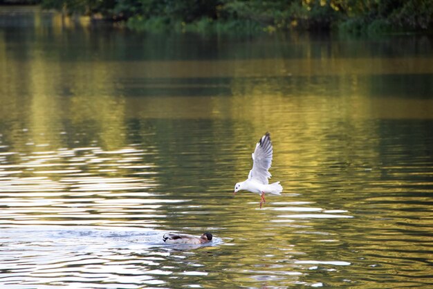 Foto pájaro y pato luchando por comida