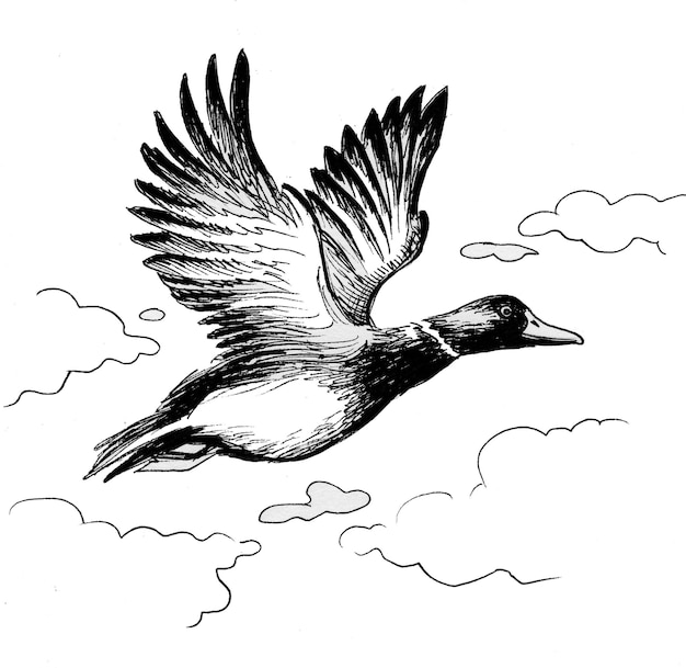 Pájaro pato volador. Dibujo a tinta en blanco y negro