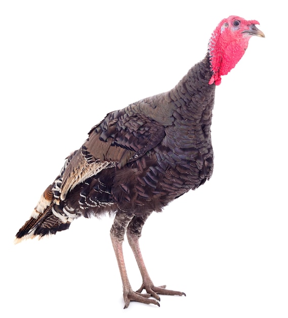 Pájaro pavo joven aislado