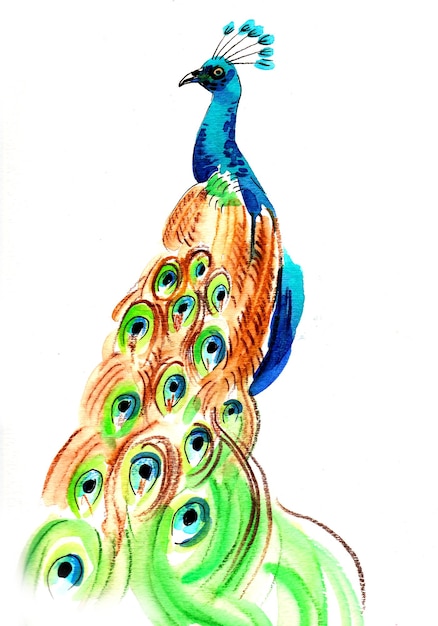 pájaro pavo real. Dibujo a tinta y acuarela