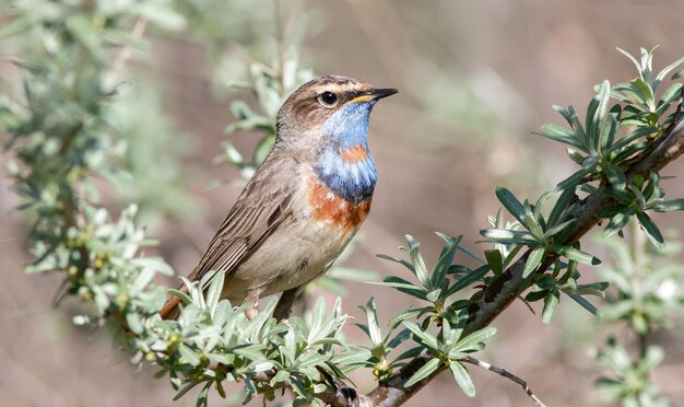 un pájaro con un pecho azul y naranja está sentado en una rama de árbol