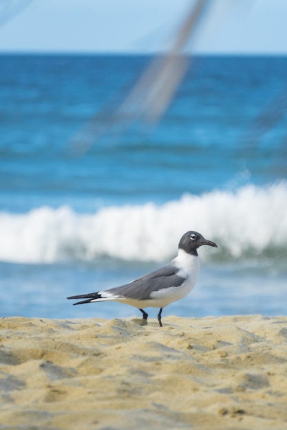 Un pájaro con un pecho blanco.