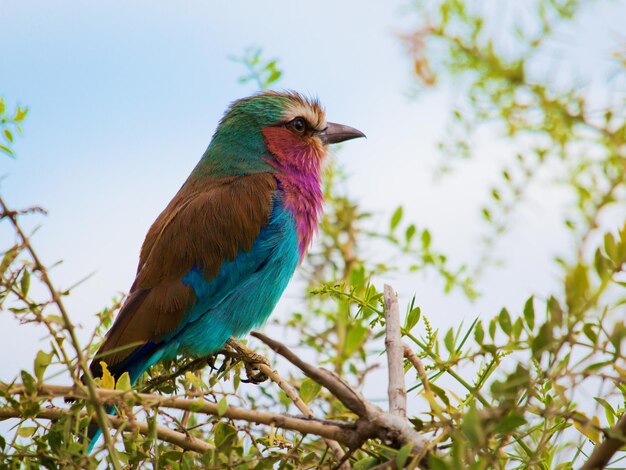 Foto el pájaro de pecho lila en kenia, áfrica