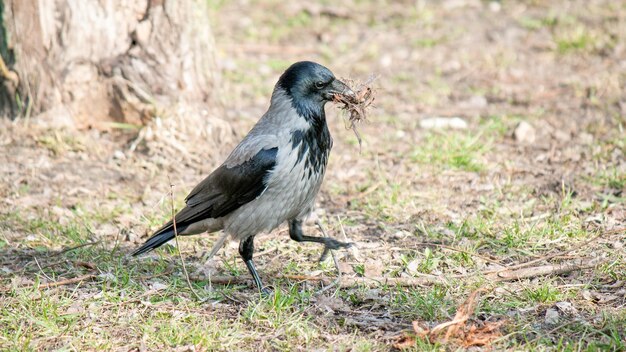 un pájaro con un pedazo de madera en la boca