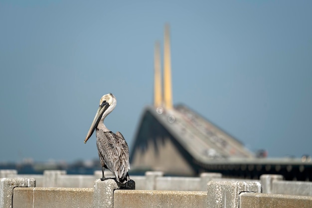 Pájaro pelícano posado en la barandilla frente al puente Sunshine Skyway sobre la bahía de Tampa en Florida con tráfico en movimiento Concepto de infraestructura de transporte