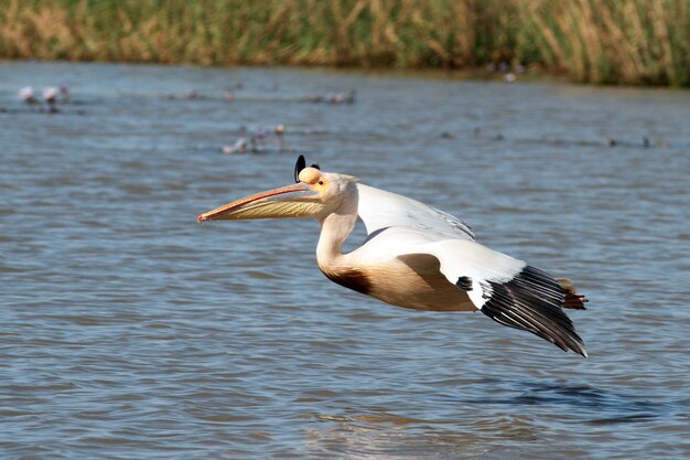 pájaro pelícano volando sobre el río