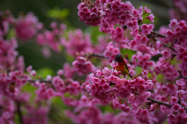 Un pájaro pequeño, complicado, néctar de los cerezos en flor, rosa en el piso alto que está floreciendo en Ang Khang en Chiang Mai, al norte de Tailandia