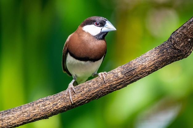 Un pájaro pequeño con un ojo azul se sienta en una rama.