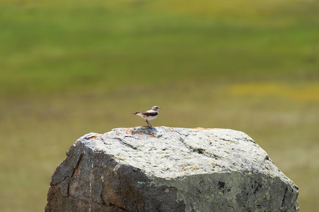 Un pájaro pequeño se posa sobre una piedra grande.