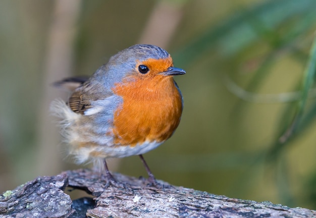 pájaro pequeño