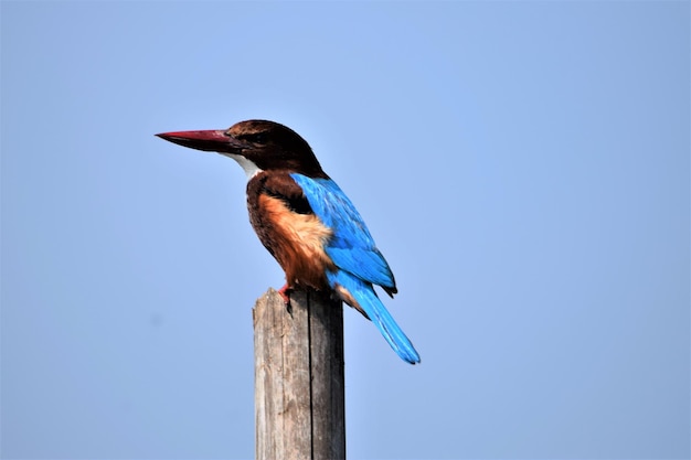 El pájaro pescador