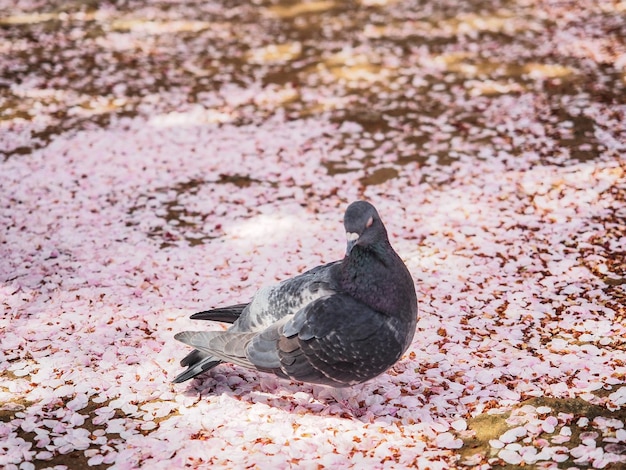 Un pájaro y pétalos de sakura en el suelo.