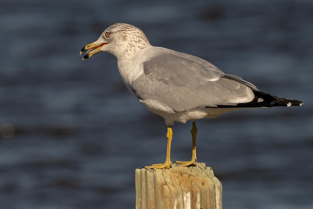 Foto un pájaro con un pez en su pico está comiendo algo