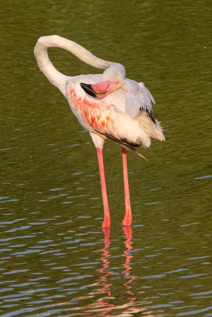 Pájaro Phoenicopterus roseus en las marismas mediterráneas