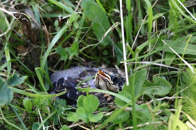 Pájaro pichón en la hierba estornino pico amarillo pichón se sienta en la hierba y espera a los padres ...