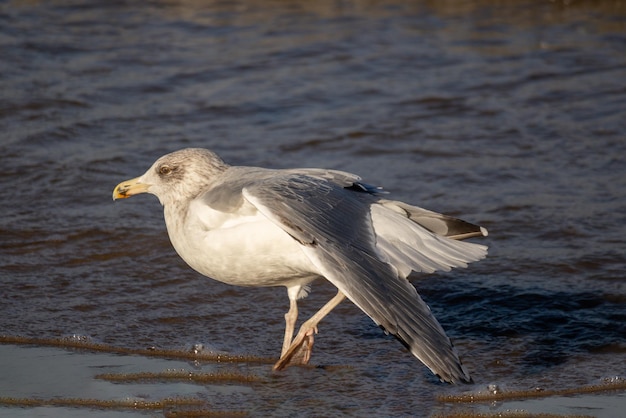 Un pájaro con un pico amarillo camina en el agua.