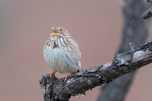 Un pájaro con un pico amarillo está cantando en una rama