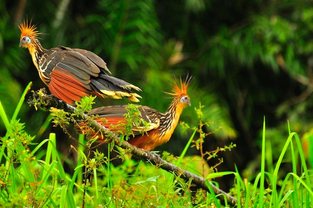 Foto un pájaro con un pico amarillo está de pie en una rama