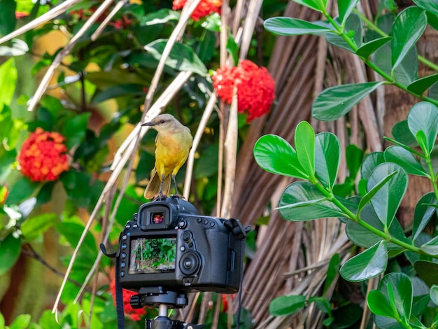 Pájaro de pico grande (Pitangus sulphuratus) sentado encima de una cámara Canon 5D Mark IV, pájaro disfrutando de la vista superior de la cámara y posando para fotos.