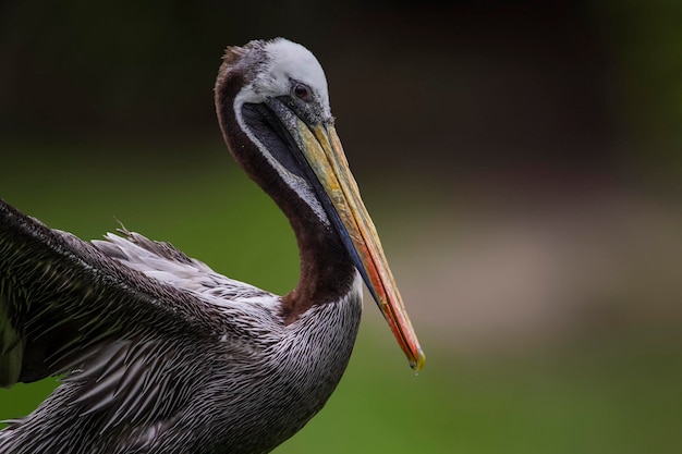 Un pájaro con un pico largo