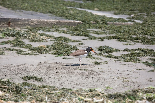 Un pájaro con pico negro y pico naranja está en una playa de arena.