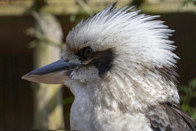 Un pájaro con un pico negro