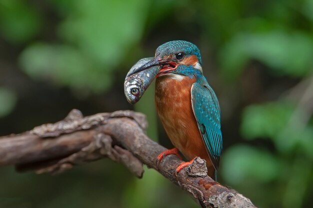 Foto un pájaro con un pico que dice azul en él