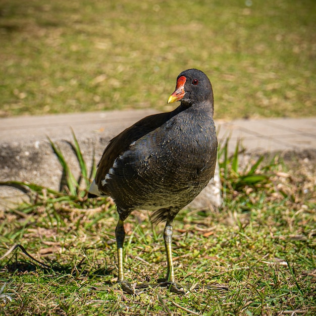 Un pájaro con un pico rojo se para en la hierba.