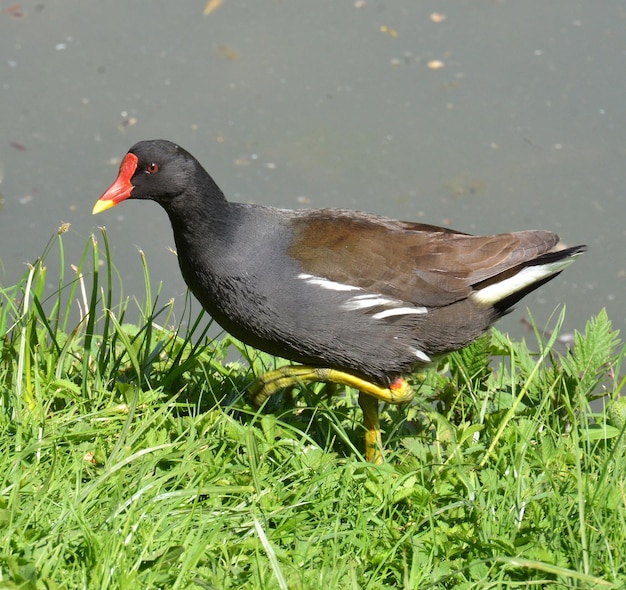 Foto un pájaro con un pico rojo está parado en la hierba.