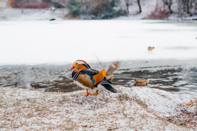 Un pájaro con un pico rojo se sienta en un banco cubierto de nieve.