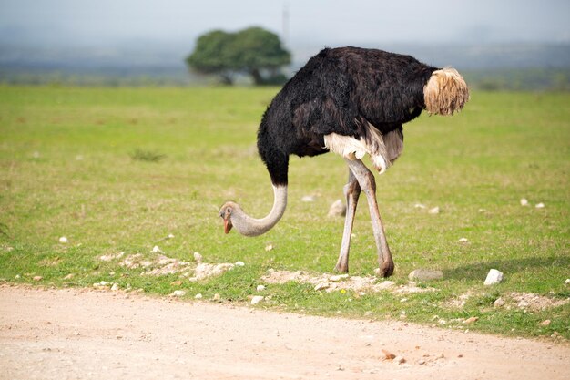 Un pájaro de pie en un campo