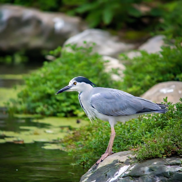Foto un pájaro está de pie en una roca junto al agua