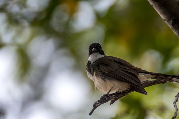 Pájaro (Pied Fancy Flycatcher, Rhipidura javanica) color negro