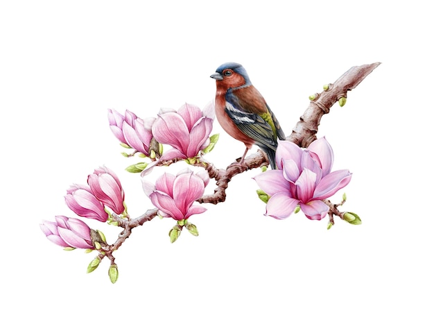 Pájaro pinzón en rama floreciente de magnolia Ilustración realista de acuarela Flores de magnolia de primavera