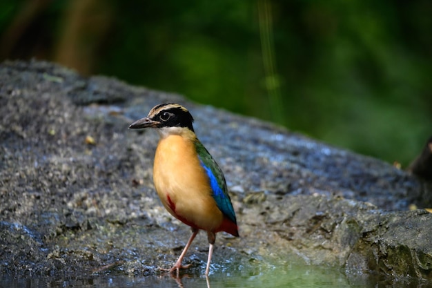 El pájaro pitta moluccensis está de pie después de nadar en el estanque para refrescarse